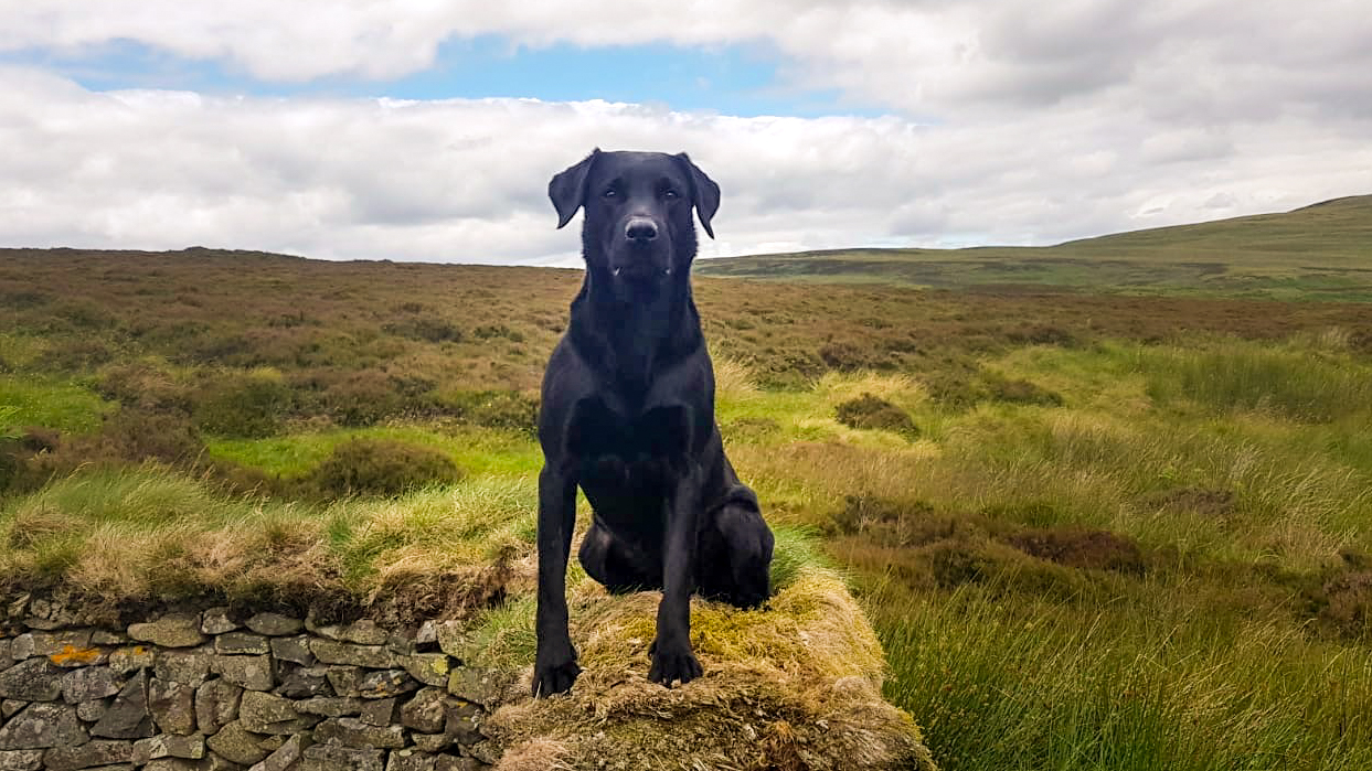 Home Riverview Farm Kennel THE British Labrador Kennel