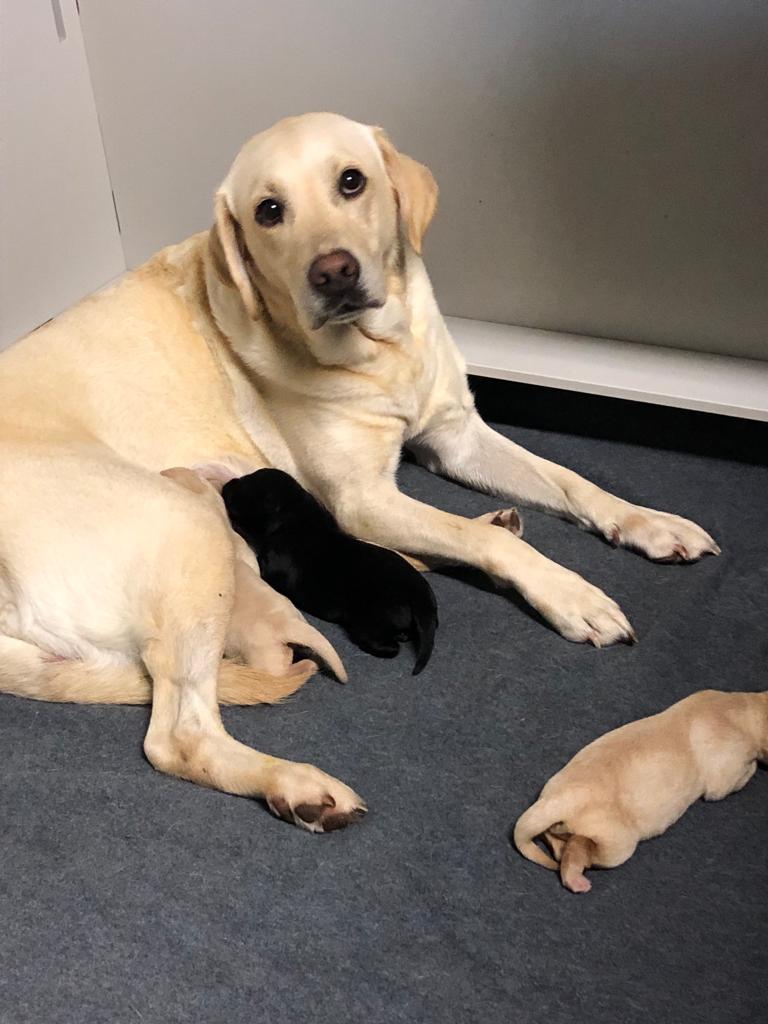 ULitter Riverview Farm Kennel THE British Labrador Kennel